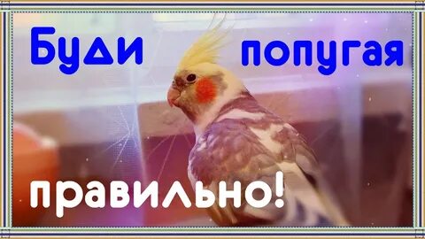 Как правильно бужу