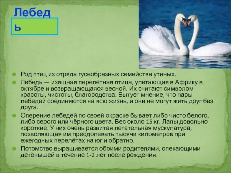 рассказать о лебеде. н. лебеди толстой план. толстой лебеди 3 класс. сообщение о лебедях.