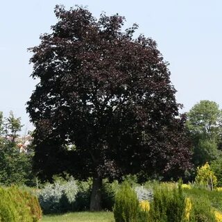 Черный клен