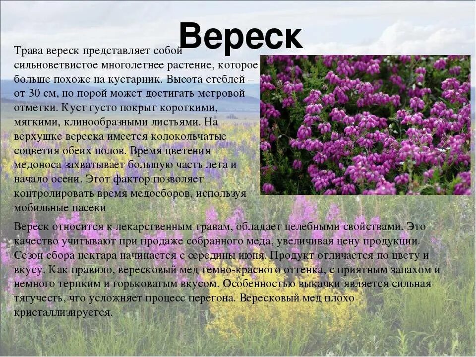 Чем полезен вереск. Вереск кустарник описание. вереск описание растения. вереск характеристика растения. медоносные верески.
