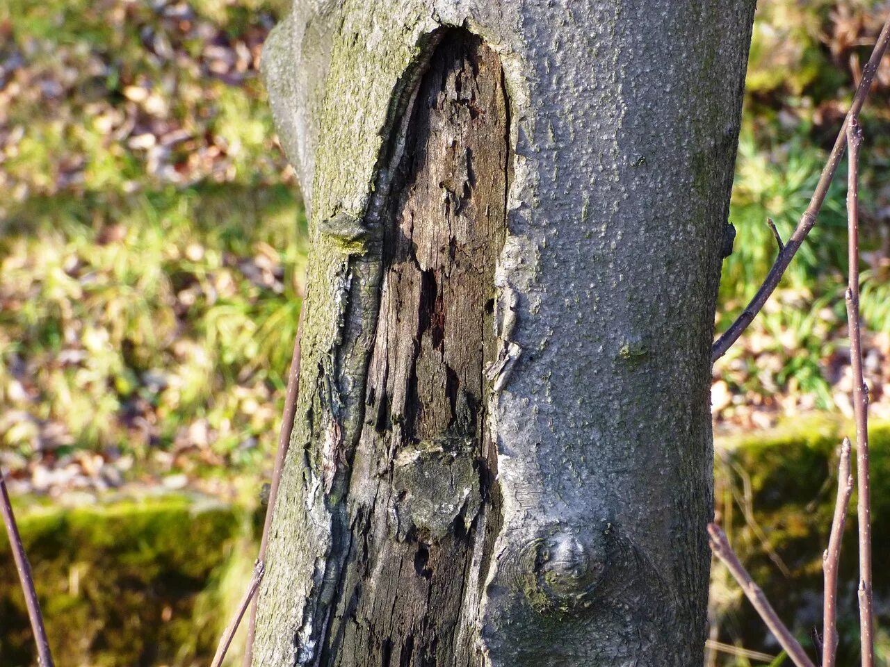 Сук дерева. Обломанное дерево. Исполинский лесной козодой маскировка. Как выглядит сук. Сук дерева.