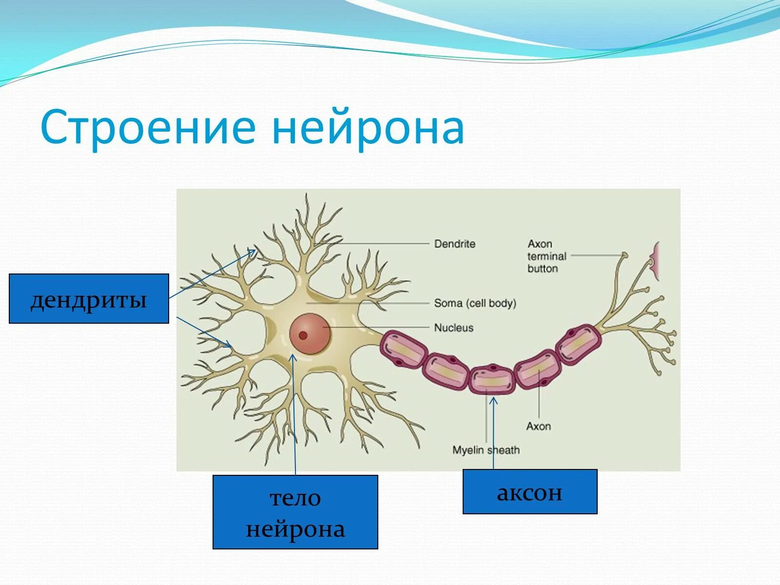1 строение нейрона. Строение нейрона на латыни. строение нейрона рисунок с подписями. схема строения нейрона. аксон нейрона.