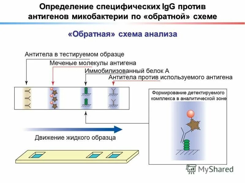 определение антигена качественно иммунохроматографический тест
