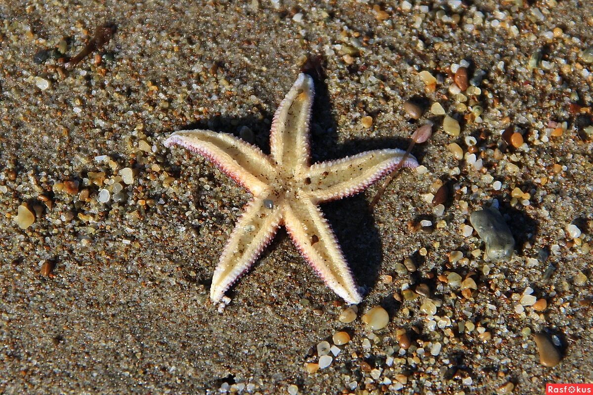 морская звезда lunckia columbiae. млечный путь сахалин. морская звезда монерон. морской еж охотское море. анастасия плотникова поронайск.