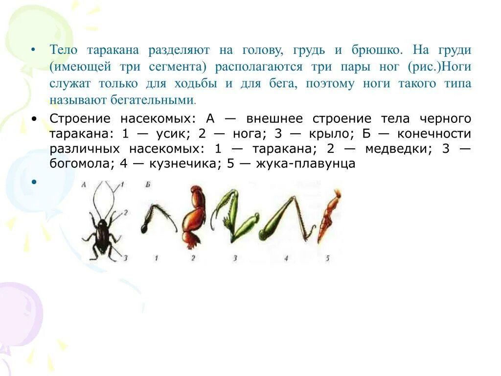 Три пары конечностей имеет. Три пары ног у насекомых. тело делится на голову, грудь и брюшко насекомые. сколько лап у насекомых. голова, грудь, брюшко таракан.