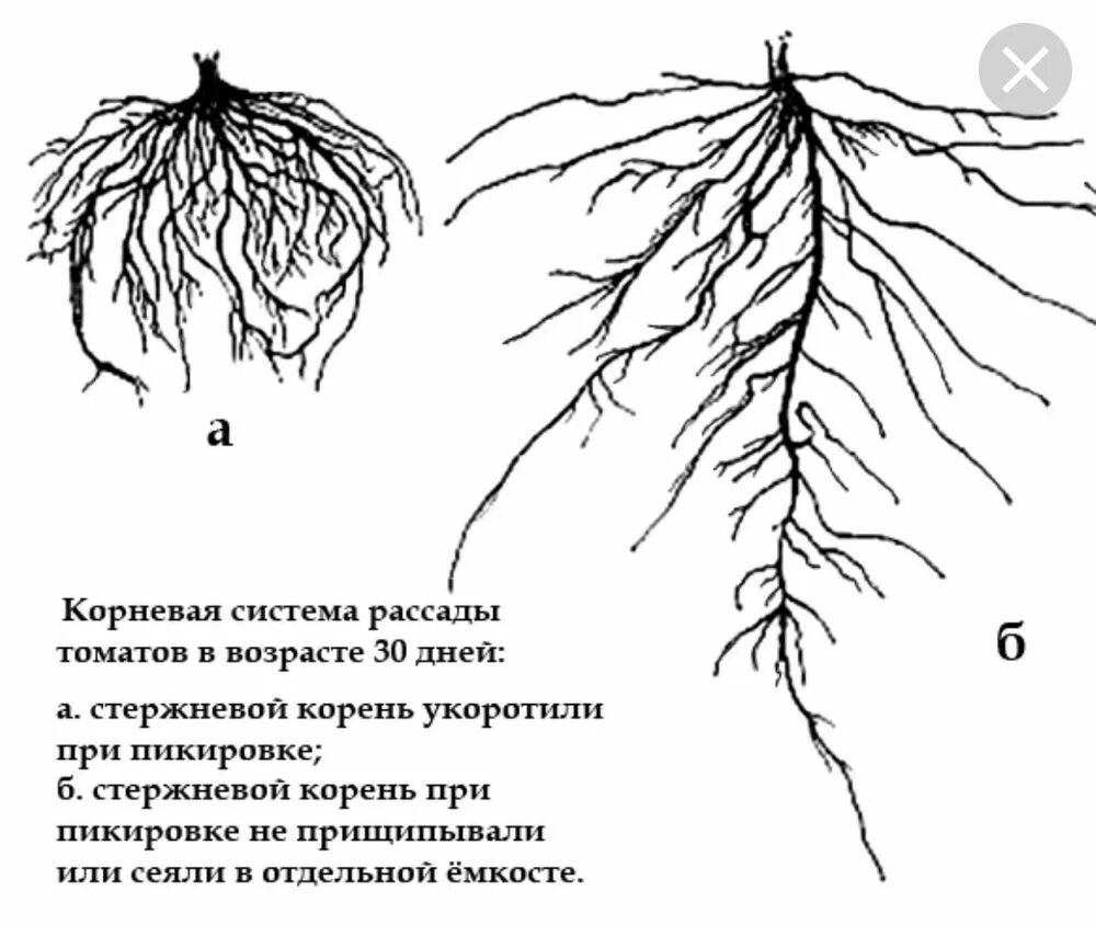 Какой тип корневой системы сформируется если луковицу. Корневая система огурца и томата. Какая корневая система у томата. Корни помидоров глубина. Глубина корневой системы помидор и огурцов.