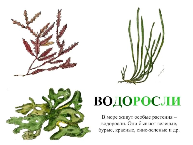 Мхи сумчатые грибы красные водоросли зеленые водоросли. Водоросли зеленые бурые красные. биология водоросли зеленые бурые красные. бурую, красную, многоклеточную зеленую водоросли. представители зеленых красных и бурых водорослей.