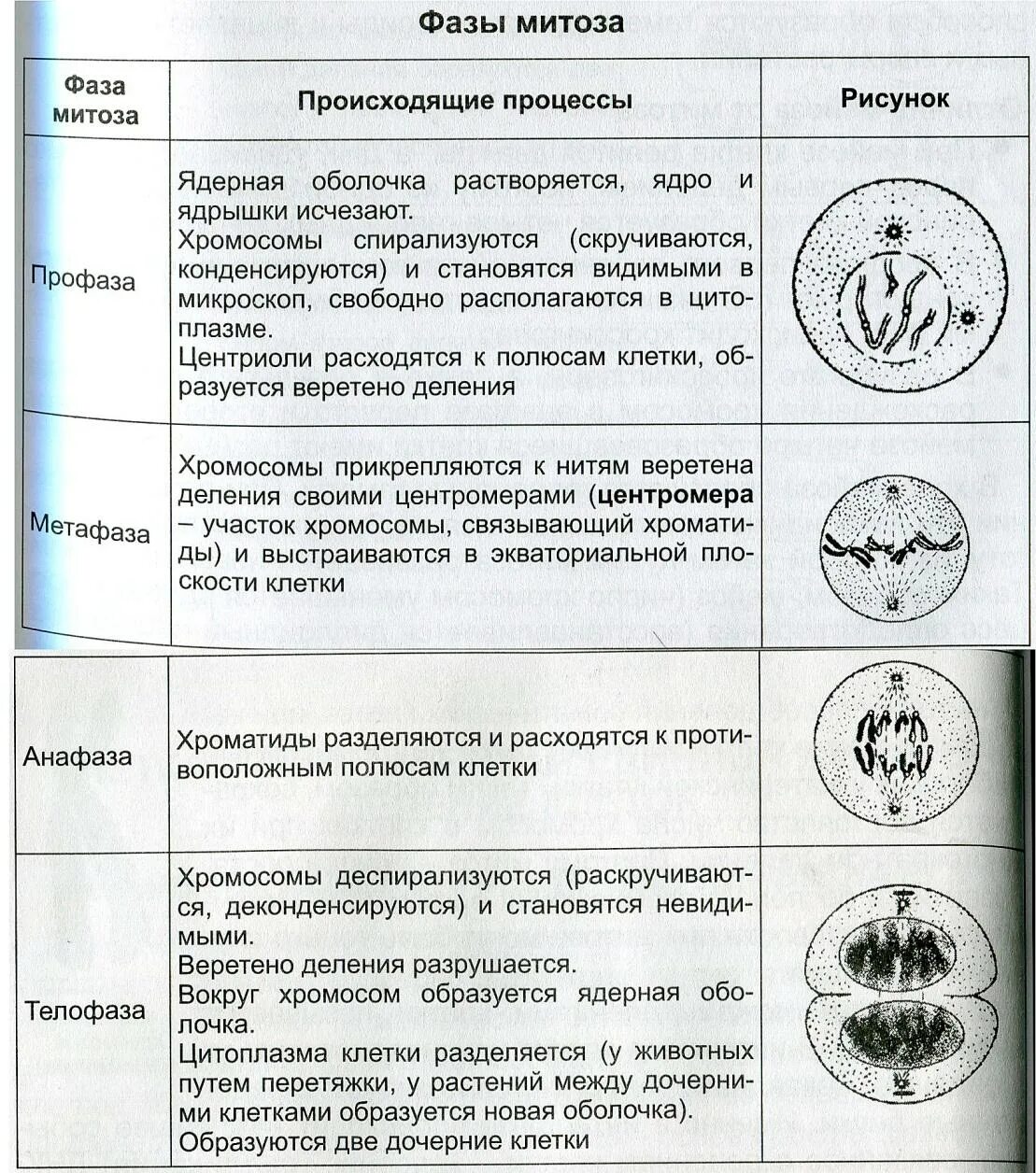 Какое деление клеток характерно человеку. Таблица по биологии 9 класс фазы митоза. Биология 9 класс таблица по фазам митоза описание. Таблица фазы митоза 9 класс биология. Таблица по биологии 9 фаза митоза класс фаза процессы рисунок.