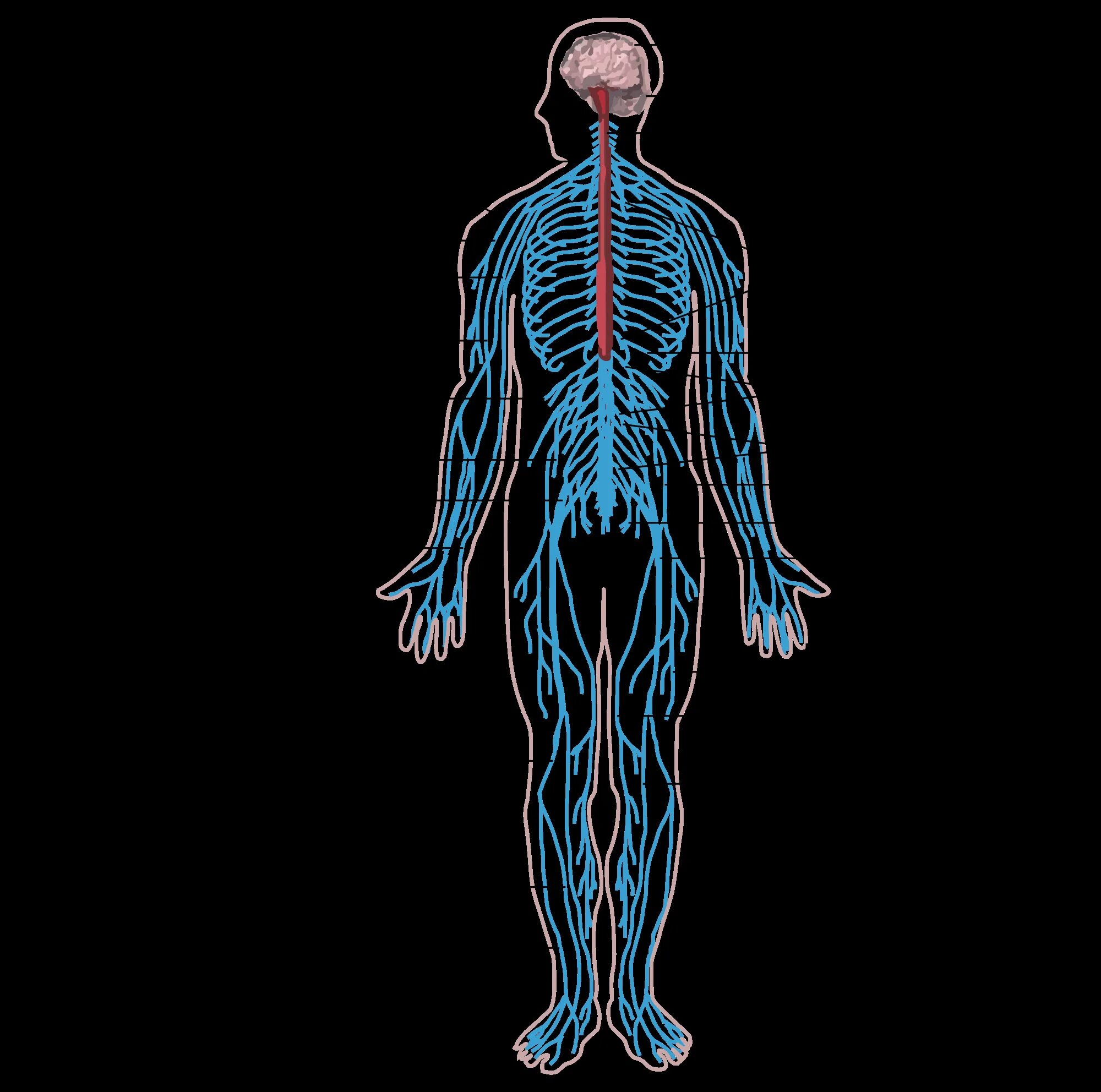 Нервная система. ЦНС человека. Нервная система человека. Нервы человека.