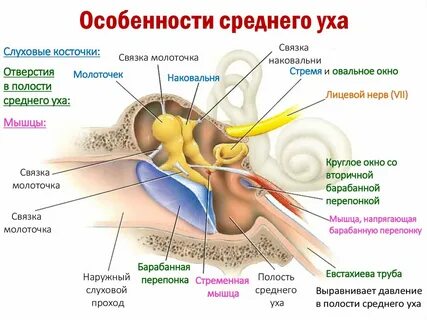 Наружное ухо перепонка овального