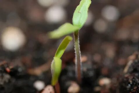 Plant off