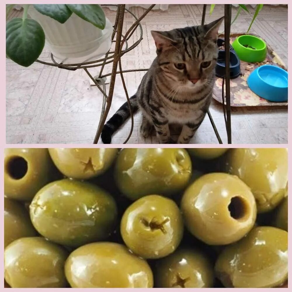 Коты любят оливки. Кошка оливка. коты и оливки. кот ест оливки. кот любит оливки.