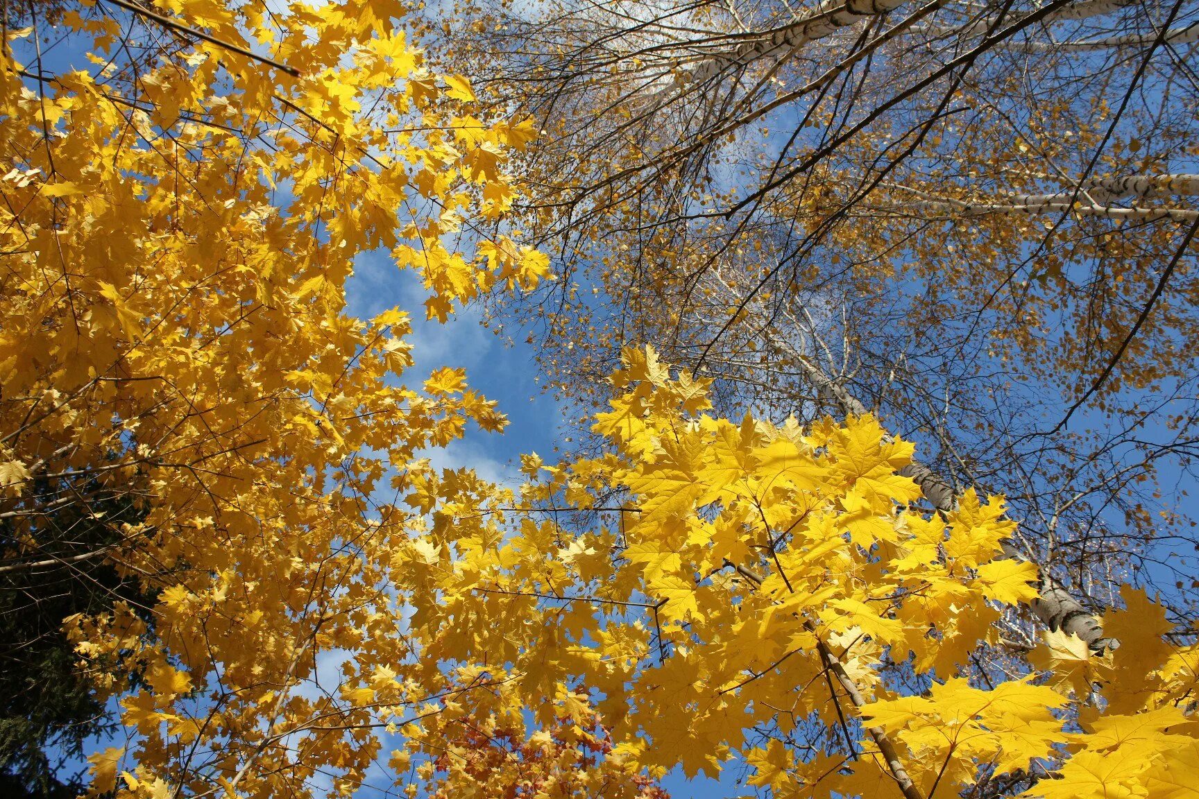 красный цвет в природе. кленовый лист канада символ флаг. сахарный клен в канаде. кленовая роща лес. кленовая роща пенза.