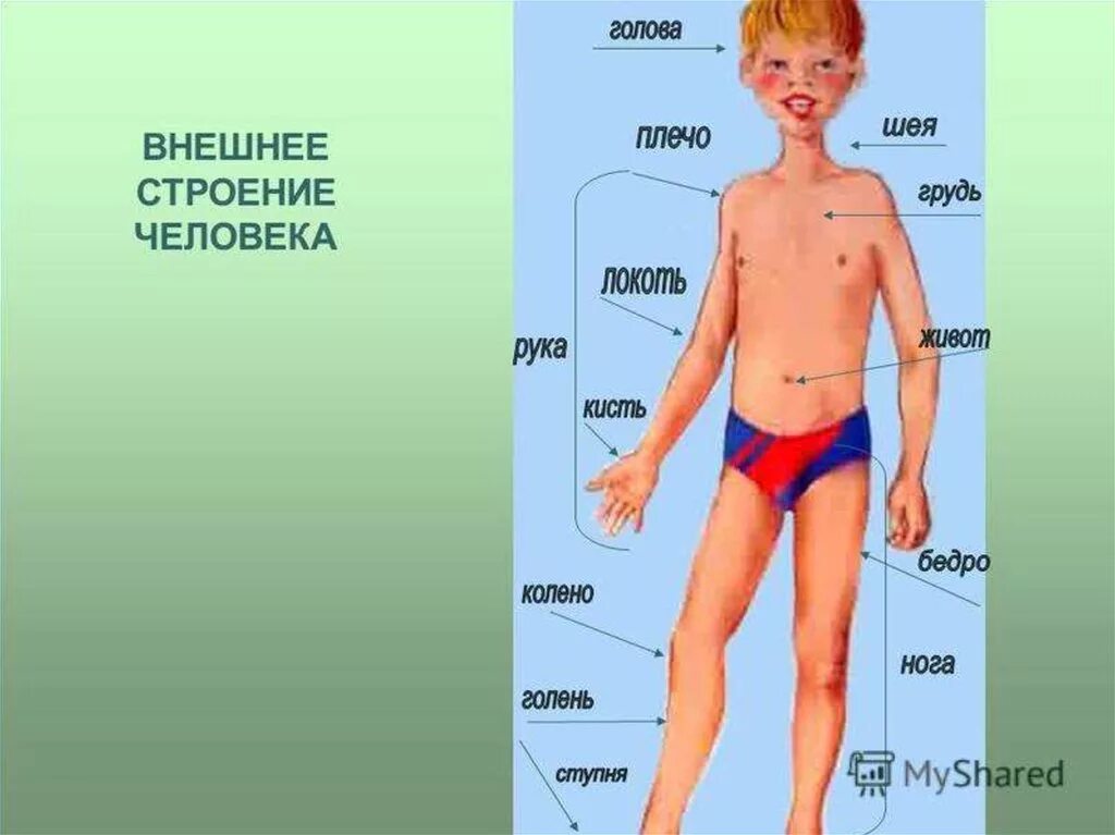 Части тела человека окружающий мир 4 класс