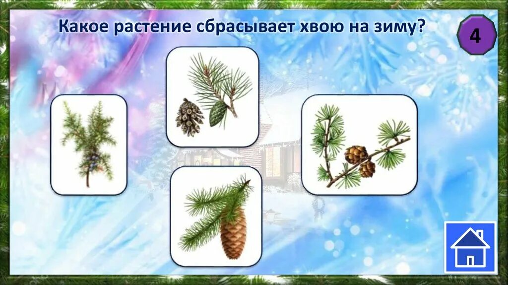 На зиму сбрасывает хвоинки. Сбрасывает хвою на зиму растение. какое дерево на зиму сбрасывает хвоинки.