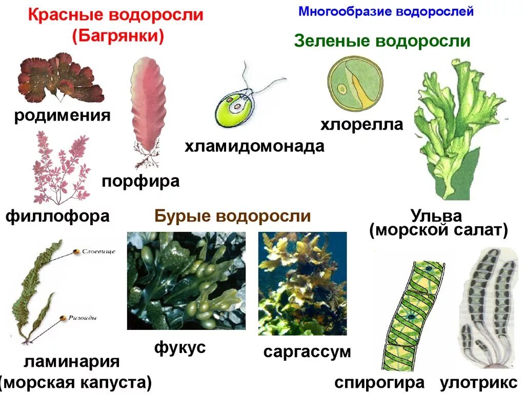 Представители водорослей 5 класс биология. Зеленые водоросли представители ЕГЭ. Биология водоросли зеленые бурые красные. Представители зеленых водорослей 7 класс. Разнообразие водорослей 6 класс