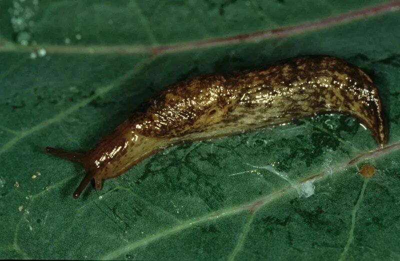 Slug field