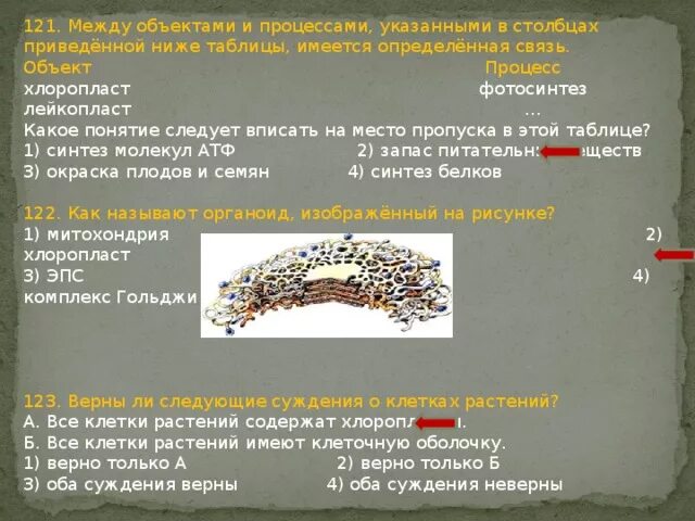 Хлоропласты синтез белка. Между объектами и процессами указанными в Столбцах. Органоиды клетки ОГЭ биология. Между биологическими объектами и процессами. Между объектами и процессами указанными в Столбцах аппарат Гольджи.