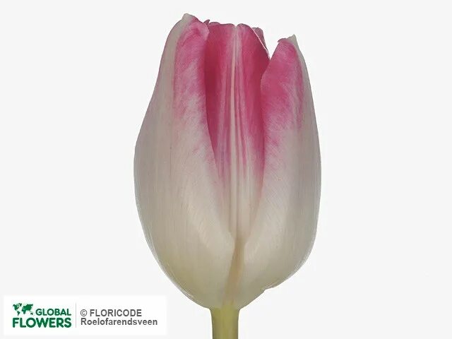 Махровый тюльпан самбука. Тюльпан sambuca. тюльпан синфони. тюльпан самбука махровый. тюльпан passio sweet триумф.
