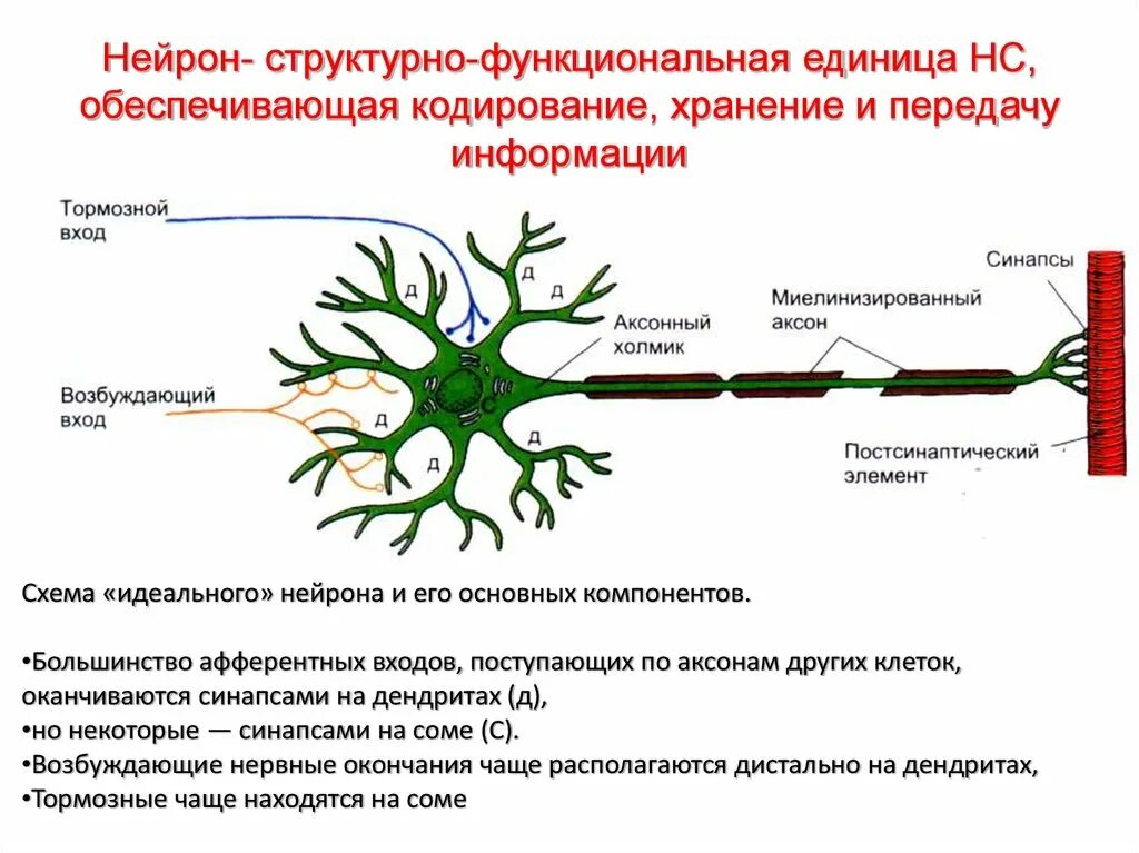 Нервные связи функции. Функционально-структурная единица - Нейрон.. Функции нейрона (схема). Структурные компоненты и функциональные участки нейрона. Характеристика структурных составляющих нейрона схема.