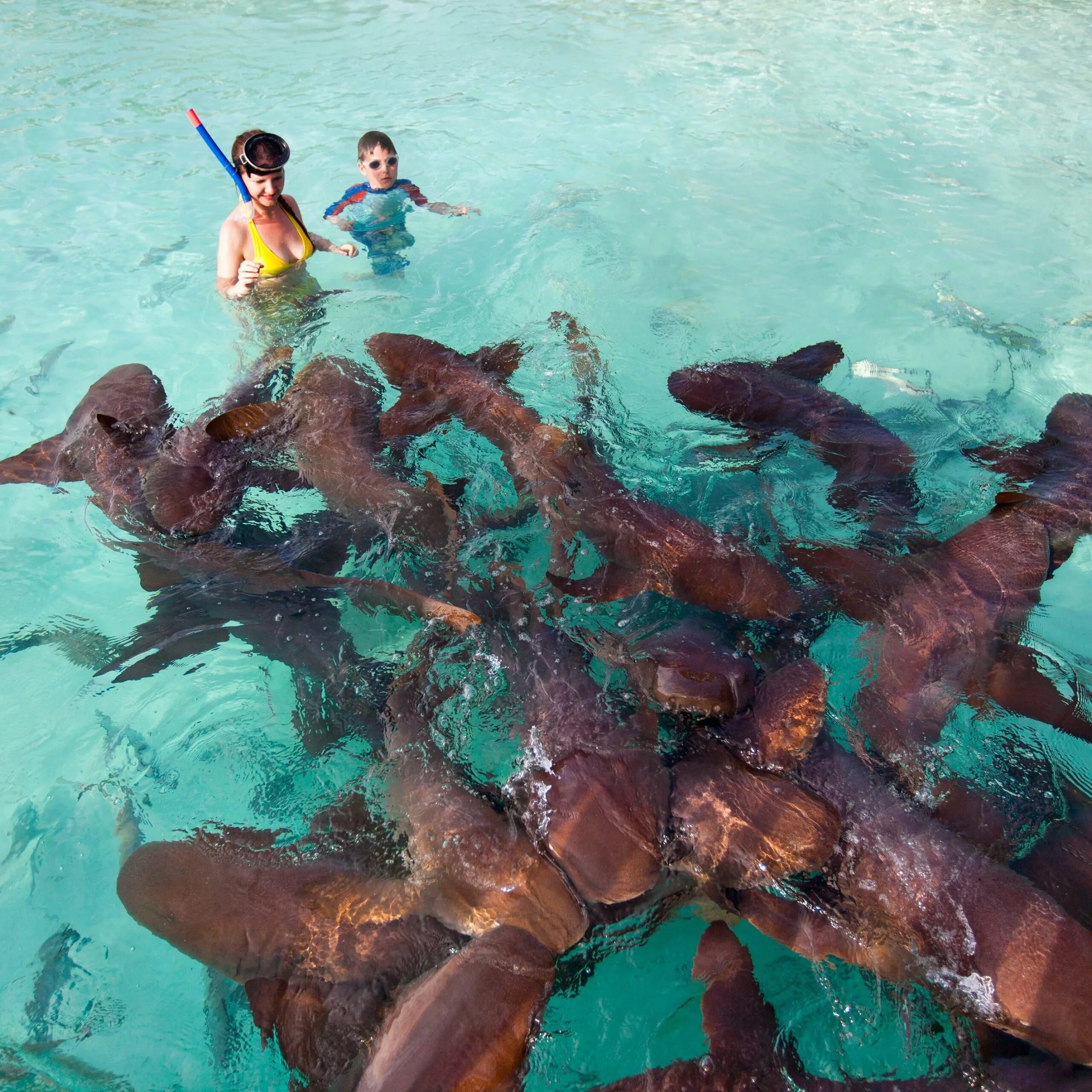 Каставей-Кей Багамские острова. Нападение акул на Мальдивах. Тенерифе акулы. Остров который кишит акулами.