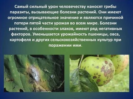 Основные пути борьбы с грибами паразитами растений