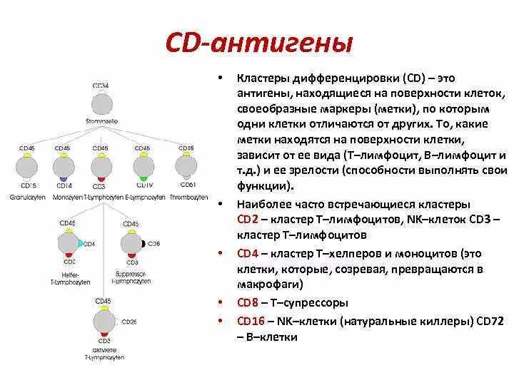 Кластеры дифференцировки лимфоцитов таблица. Кластеры дифференцировки лимфоцитов определяют методом. Дифференцировочные маркеры CD номенклатура. Маркеры кластеров дифференцировки лимфоцитов.