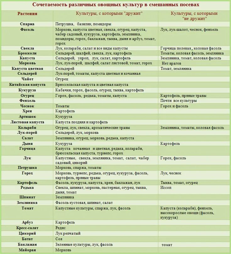Овощи в огороде список. Совместимые посадки овощей в огороде таблица. Таблица совместимости растений на огороде соседство овощей. Совместимость овощей на огороде при посадке таблица. Совместимость растений при посадке в огороде таблица.