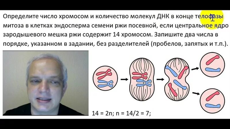 Сколько молекул днк содержит 1 хромосома. Определите число хромосом в конце телофазы митоза в клетках. количество хромосом и днк. телофаза митоза хромосомы. конец телофазы митоза.