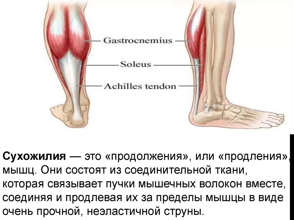 Функции, строение сухожилия и связки. Из чего состоит сухожилие. Строение мышц сухожилия.