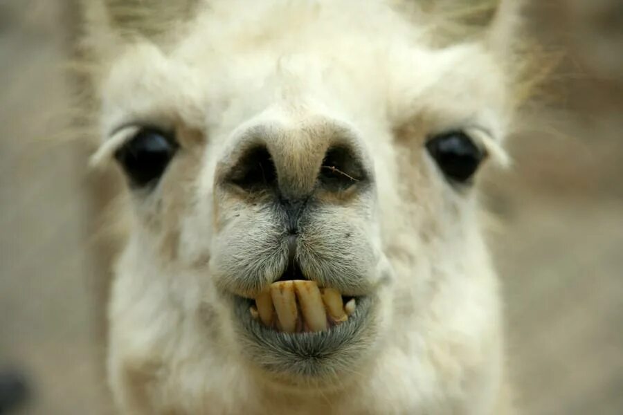 Зубы альпаки. Зубы ламы. Зубы альпаки. Лама зубы. Зубы альпаки.