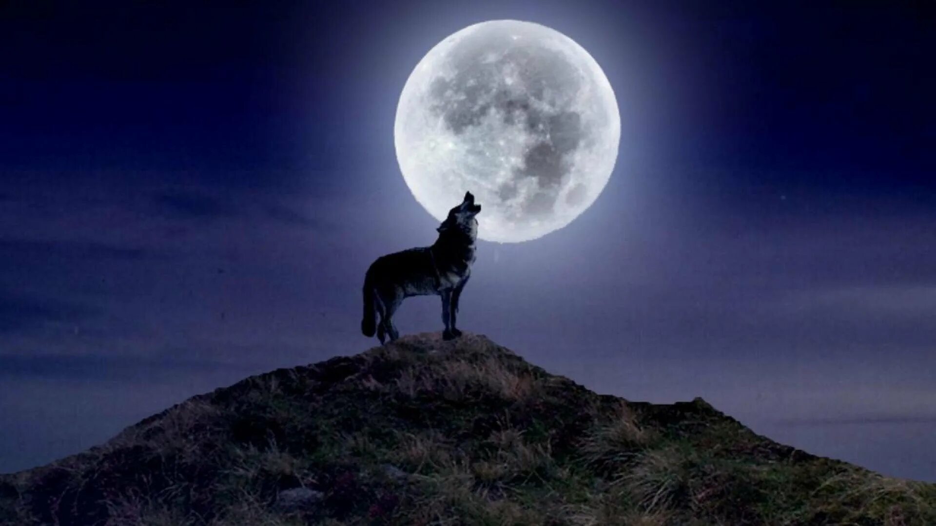 Волк и Луна. Волк в ночи. Волк воет на луну. Воющий волк.