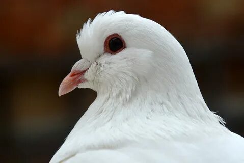 Какой великий белый
