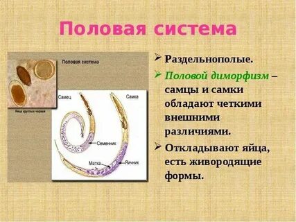 Половая система круглых
