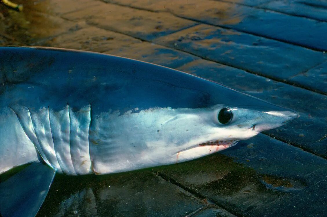 Акула мако опасна ли для человека. Акула мако. Longfin Mako Shark. Длинноперая акула мако. Isurus oxyrinchus.
