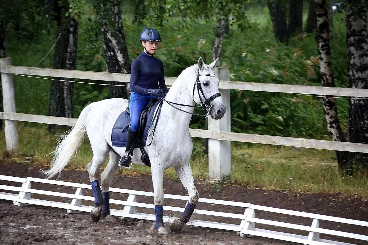 КСК Сокольники. КСК Сокольники конюшня. Конный спорт в Новосибирске. Конюшня в Новосибирске.