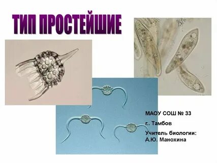 Какие классы относятся к типу простейшие