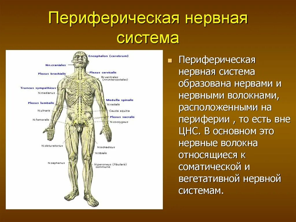 К структурам периферического нерва относят. Периферическая нервная система. Переферическанервная система. Переферическа нервная сис. Пертферичнскаянеовная система.