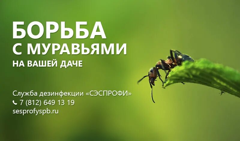 Надпись муравей. Уничтожение муравьев. Надпись Ant. Муравей борется за жизнь. Несмотря на муравьиную склонность объединять свои