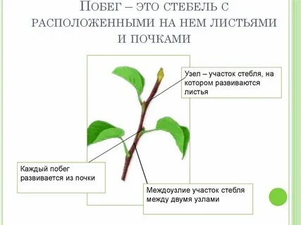 Листовой побег