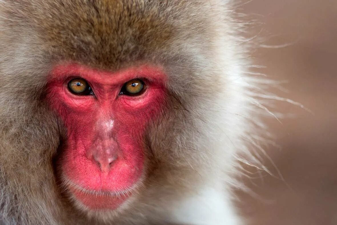 Розовая обезьяна. Красномордая макакк. Уакари обезьяна. Примат лысый уакари.