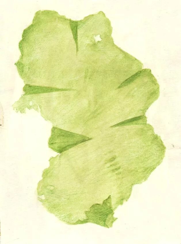 Цикорий рис ульва среда обитания. Ульва лактука. ульва клетка. ульва водоросль гербарий. ульва водоросль строение.