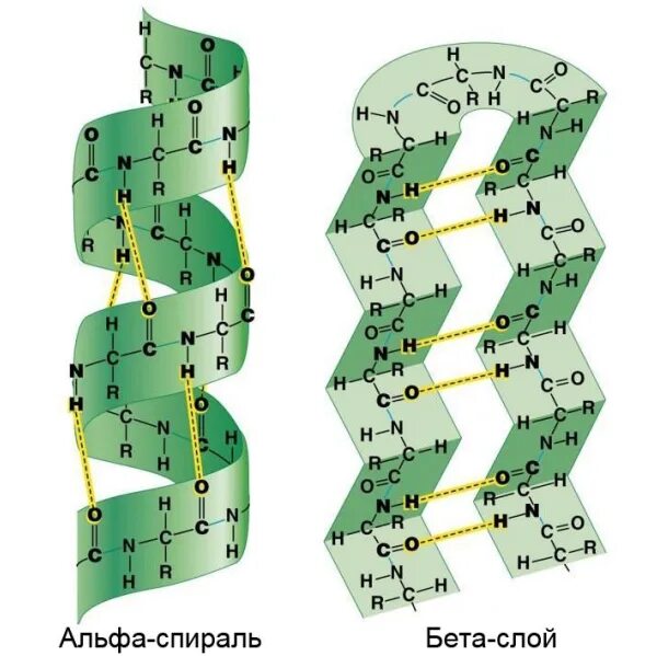 Бета слой вторичной структуры белка. Вторичная структура белка Альфа. Бета спираль вторичной структуры белка. Альфа спираль вторичной структуры белка.