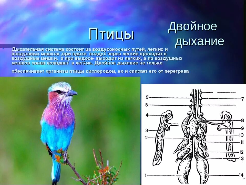 Дыхание птиц воздушные мешки. Дыхательная система птиц. Органы дыхания птиц. Строение дыхательной системы птиц. Система двойного дыхания у птиц.