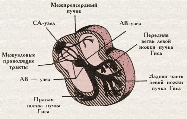 Тракты сердца. Межузловые проводящие тракты. межузловые тракты сердца. межузловые проводящие тракты сердца. межузловые пучки сердца.