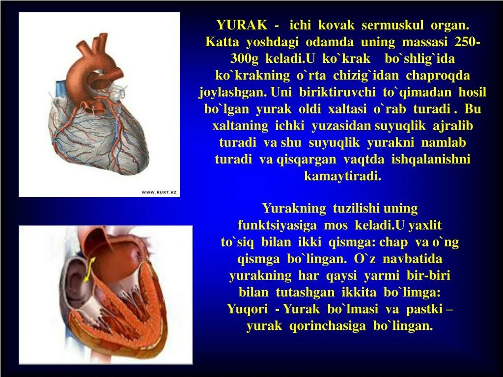 Katta va. Qon aylanish системы. Қон айланиш системаси. Юрак кон томир анатомия. Katta va.