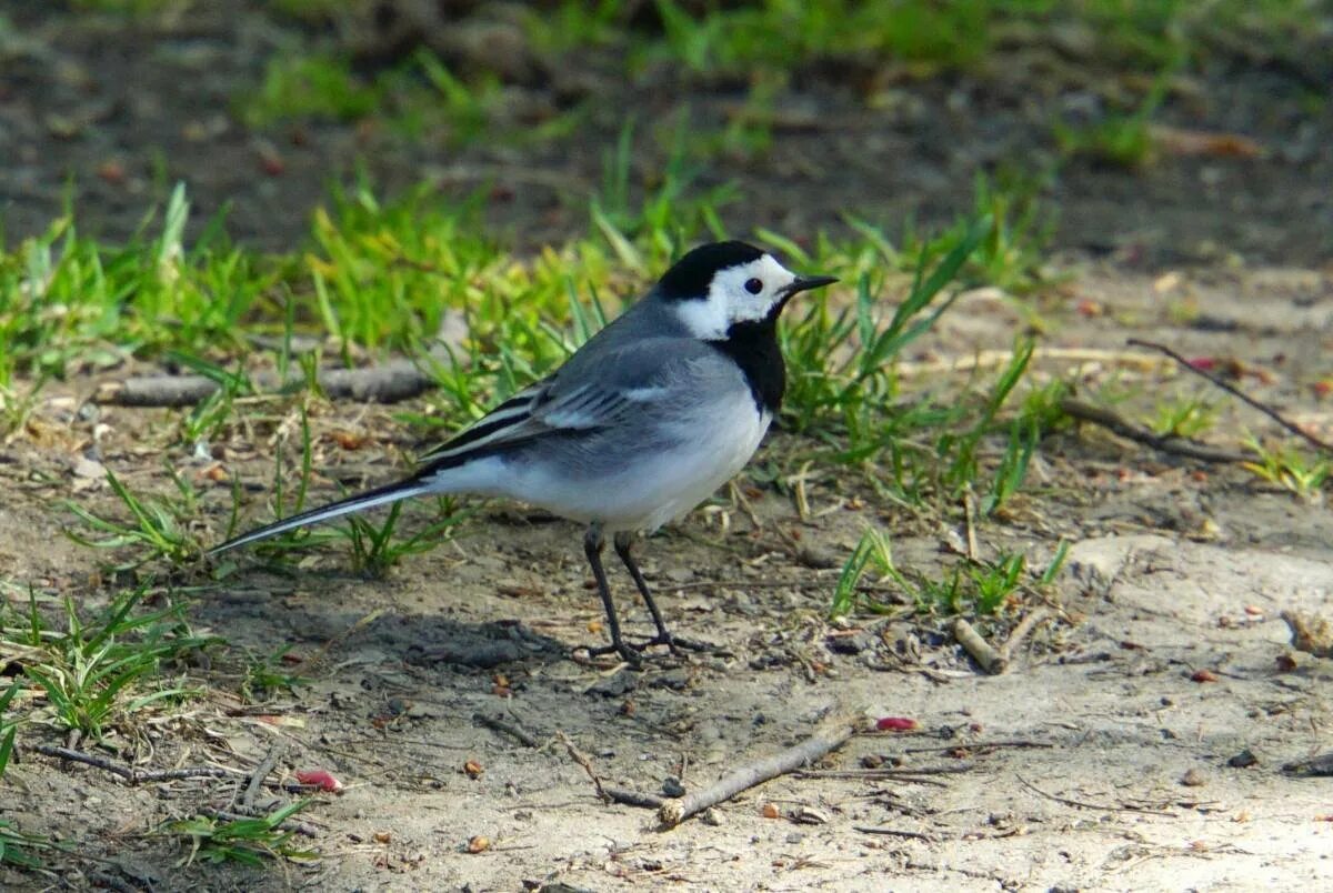 Белая трясогузка. Белая трясогузка motacilla alba. Трясогузка, птичка, трясогузка. Трясогузка птица. Трясогузка плиска.