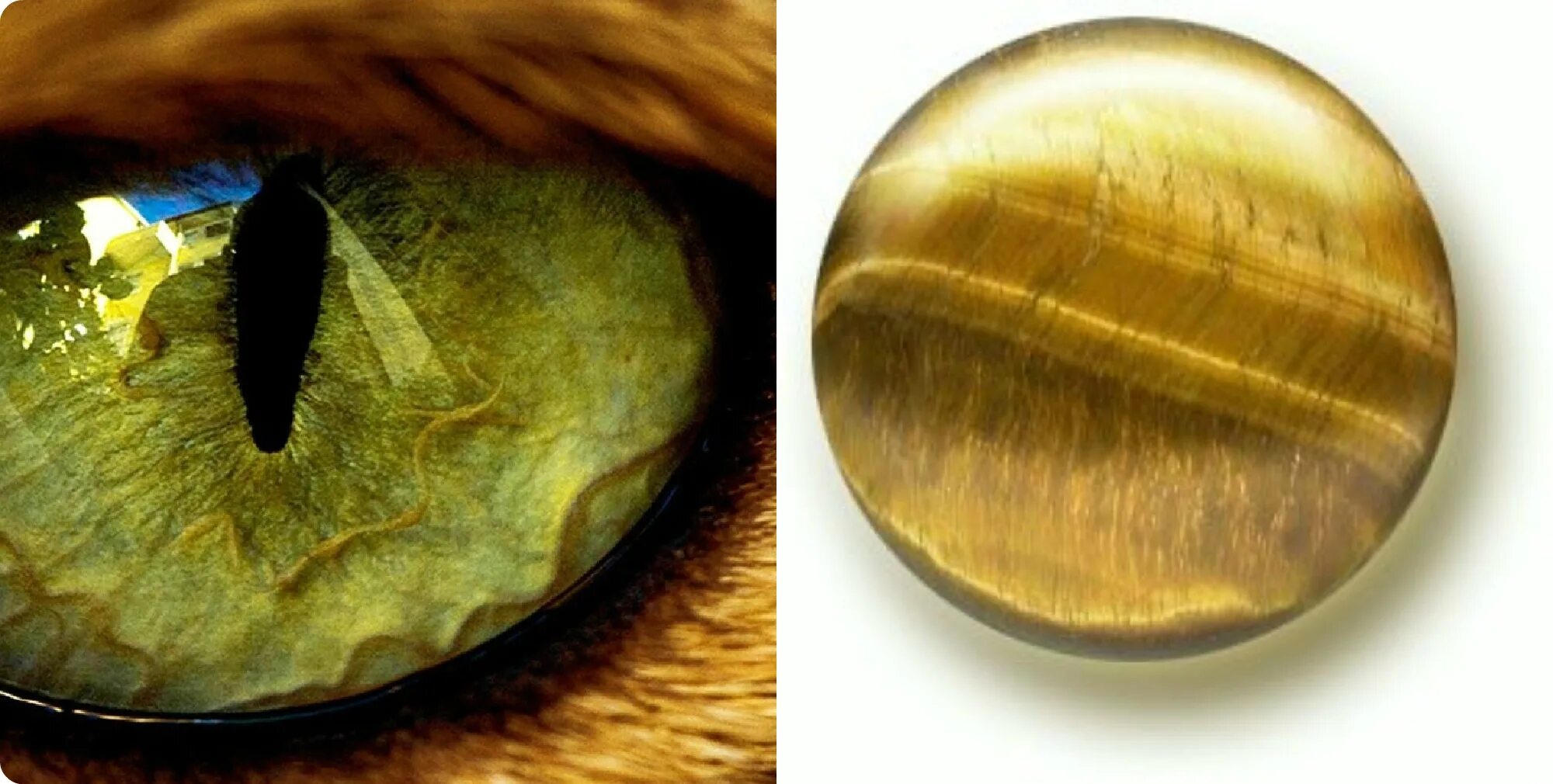 Кошачий глаз знак зодиака. Камни Самоцветы кошачий глаз. Эффект кошачьего глаза у камней. Минерал кошачий глаз в природе. Кошачий глаз зеленый минерал.