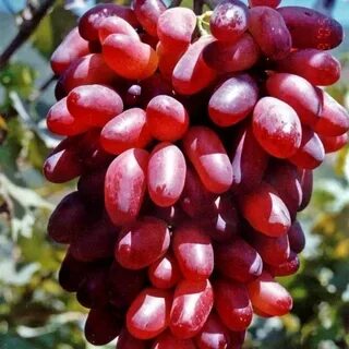 Виноград сорт перцовый красный