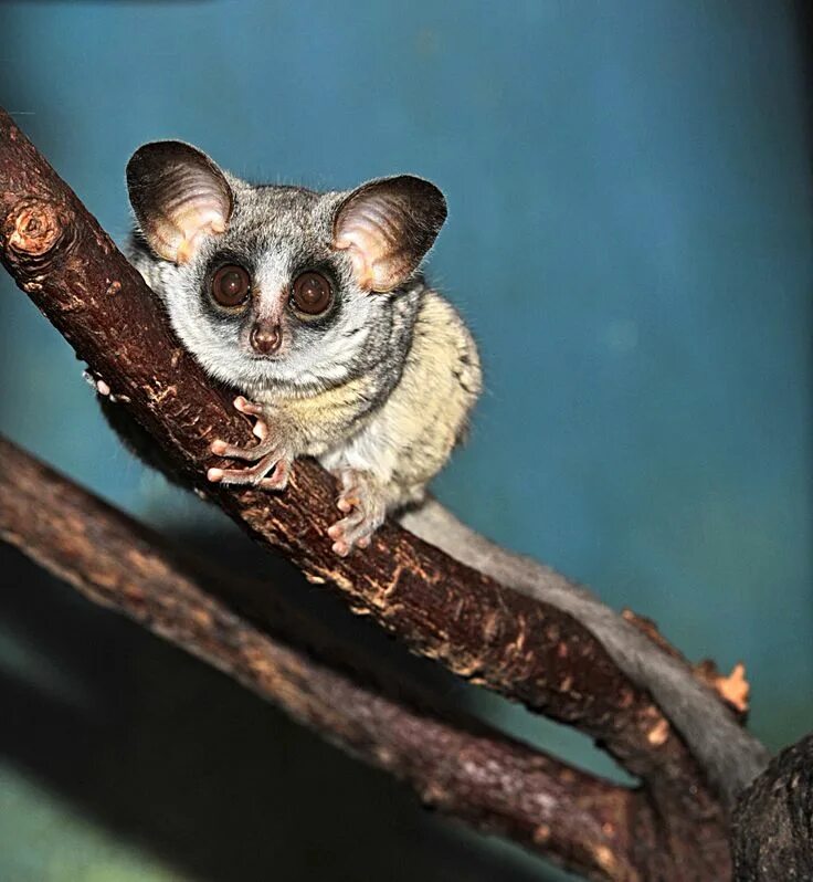 Who you looking at? Tiny primate uses his big eyes to spot up his dinner from hi
